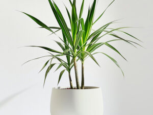 product 05